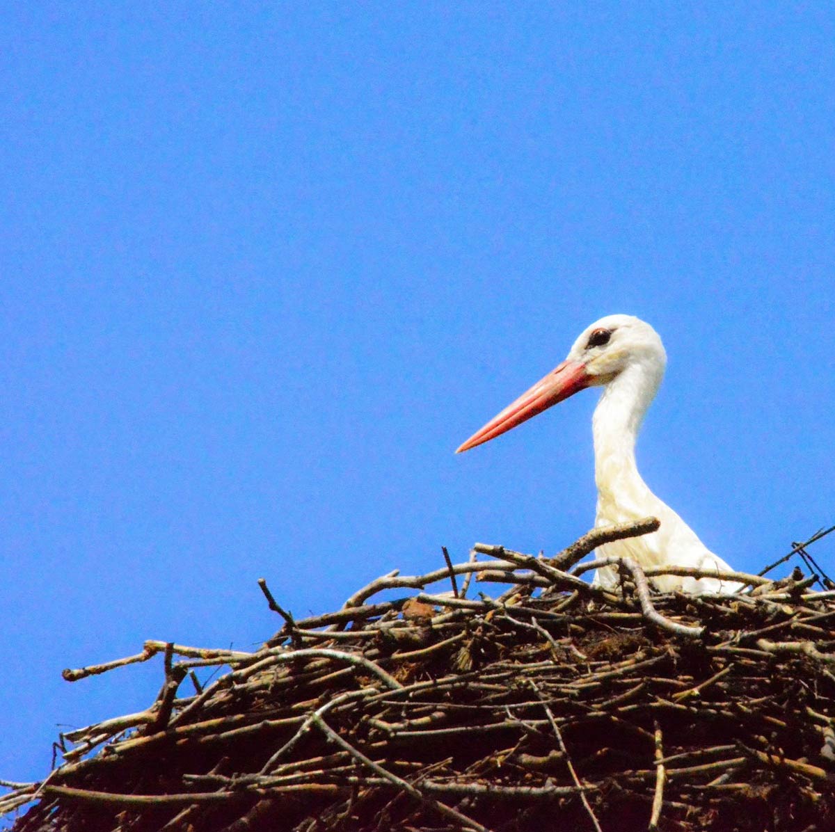 Ein Storch in seinem Nest